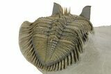 Spiny, Tower Eyed Erbenochile Trilobite - Morocco #353078-4